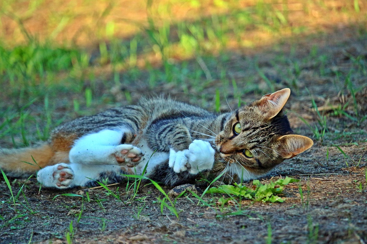 磁力猫最新版地址链接,磁力猫最新版地址链接，警惕网络犯罪风险，远离非法行为