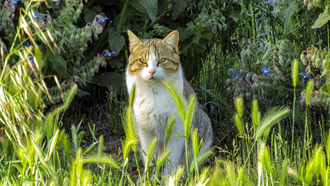 探索猫咪世界的最新网址，揭开无尽魅力的神秘面纱